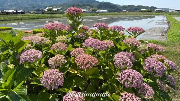 田んぼの風景とともに楽しめる朝倉町のあじさい02 - ゆりママんブログ 田んぼの風景とともに楽しめる朝倉町のあじさい02