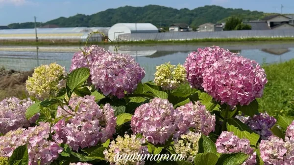 田んぼの風景とともに楽しめる朝倉町のあじさい - ゆりママんブログ 田んぼの風景とともに楽しめる朝倉町のあじさい