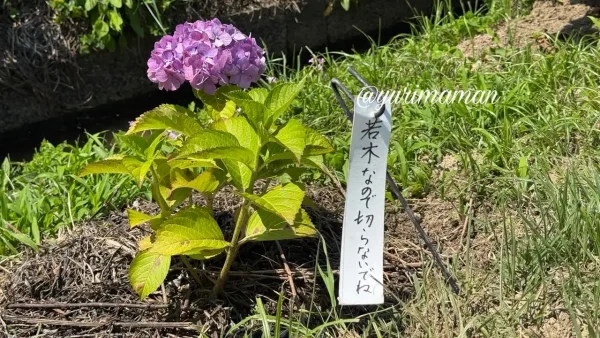 地域で大切に育てられている若木のあじさい - ゆりママんブログ 地域で大切に育てられている若木のあじさい