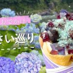 愛媛県であじさいスポットと限定スイーツを巡る梅雨のドライブ