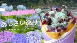 愛媛県であじさいスポットと限定スイーツを巡る梅雨のドライブ - ゆりママんブログ 愛媛県であじさいスポットと限定スイーツを巡る梅雨のドライブ