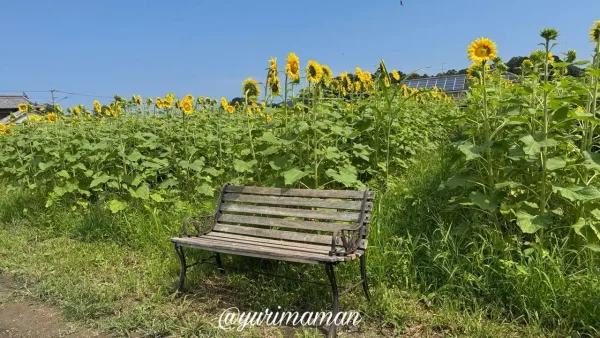 はがた農園のベンチフォトスポットとひまわり畑(2026) - ゆりママんブログ はがた農園のベンチフォトスポットとひまわり畑(2026)
