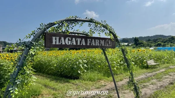 はがた農園ひまわり畑2026のアーチ看板(新居浜市) - ゆりママんブログ はがた農園ひまわり畑2026のアーチ看板(新居浜市)