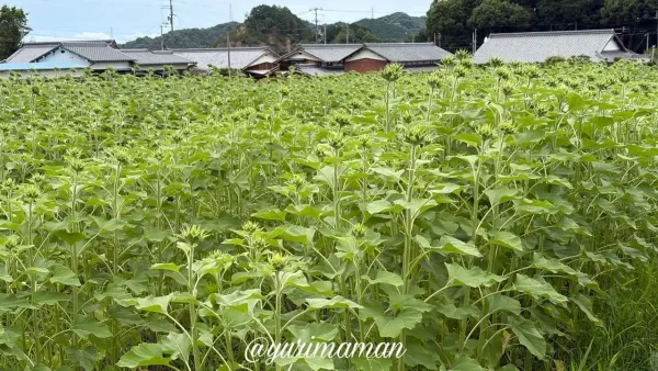 新居浜市はがた農園のひまわり畑全景（2026年6月22日撮影）