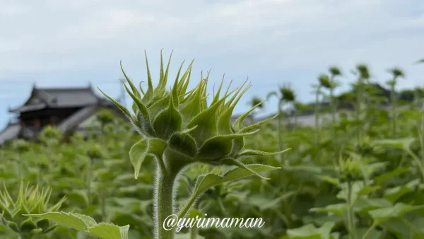 はがた農園のひまわりのつぼみ 開花前の様子（2026年6月22日撮影）