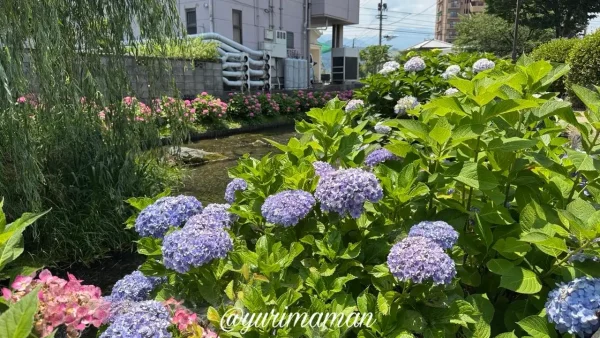 ほたるの里周辺で見頃を迎えたあじさい3