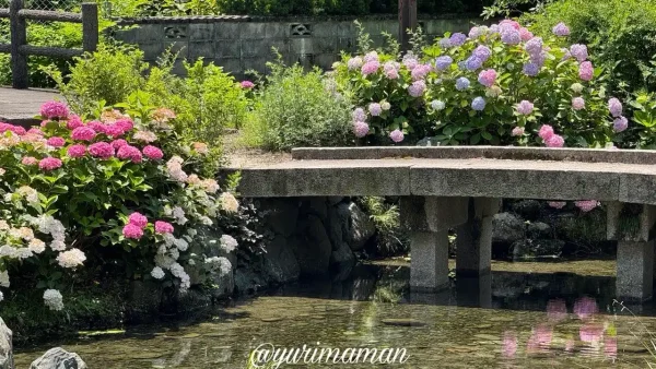 ほたるの里周辺で見頃を迎えたあじさい6