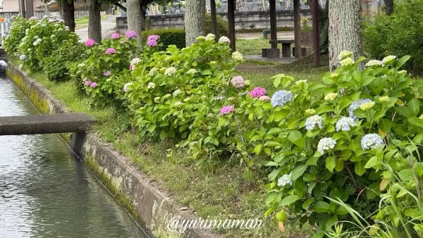 松前町ひょこたん池公園の看板とあじさい2