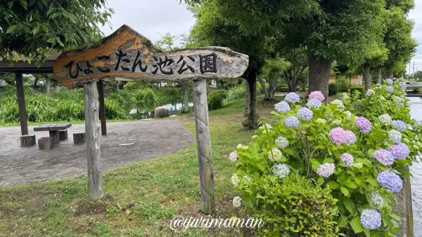 松前町ひょこたん池公園の看板とあじさい