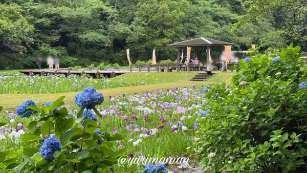 池田池公園の花菖蒲とあじさい 2026年6月8日の開花状況 - ゆりママんブログ 池田池公園の花菖蒲とあじさい 2026年6月8日の開花状況