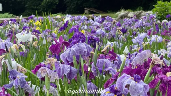 雨に濡れて咲く池田池公園の花菖蒲2 - ゆりママんブログ 雨に濡れて咲く池田池公園の花菖蒲2