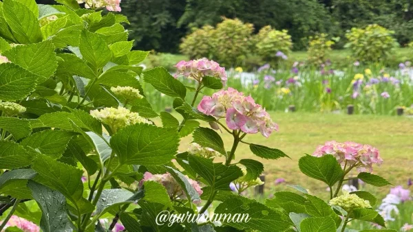 池田池公園で色づき始めたピンク色のあじさい - ゆりママんブログ 池田池公園で色づき始めたピンク色のあじさい