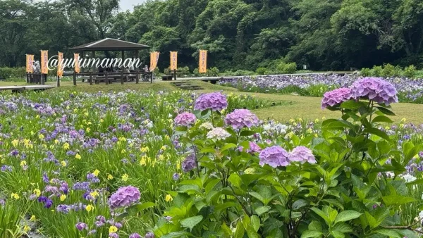 池田池公園で色づき始めた紫色のあじさい - ゆりママんブログ 池田池公園で色づき始めた紫色のあじさい