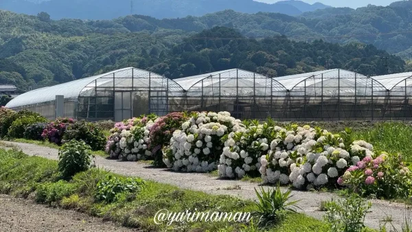 田んぼの風景とともに楽しめる朝倉町のあじさい01 - ゆりママんブログ 田んぼの風景とともに楽しめる朝倉町のあじさい01