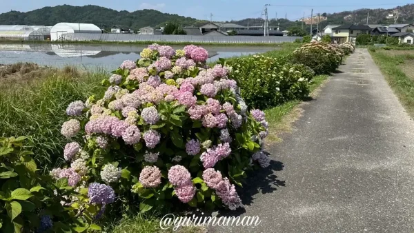 田んぼの風景とともに楽しめる朝倉町のあじさい02 - ゆりママんブログ 田んぼの風景とともに楽しめる朝倉町のあじさい02