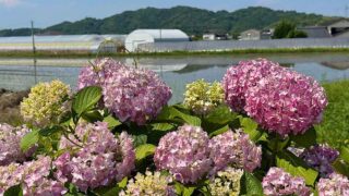 今治市朝倉町の農道沿いに続くあじさいロードの風景 - ゆりママんブログ 今治市朝倉町の農道沿いに続くあじさいロードの風景
