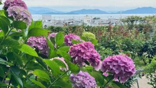 今治市菊間町・瓦のふるさと公園のあじさいと瀬戸内海の景色 - ゆりママんブログ 今治市菊間町・瓦のふるさと公園のあじさいと瀬戸内海の景色