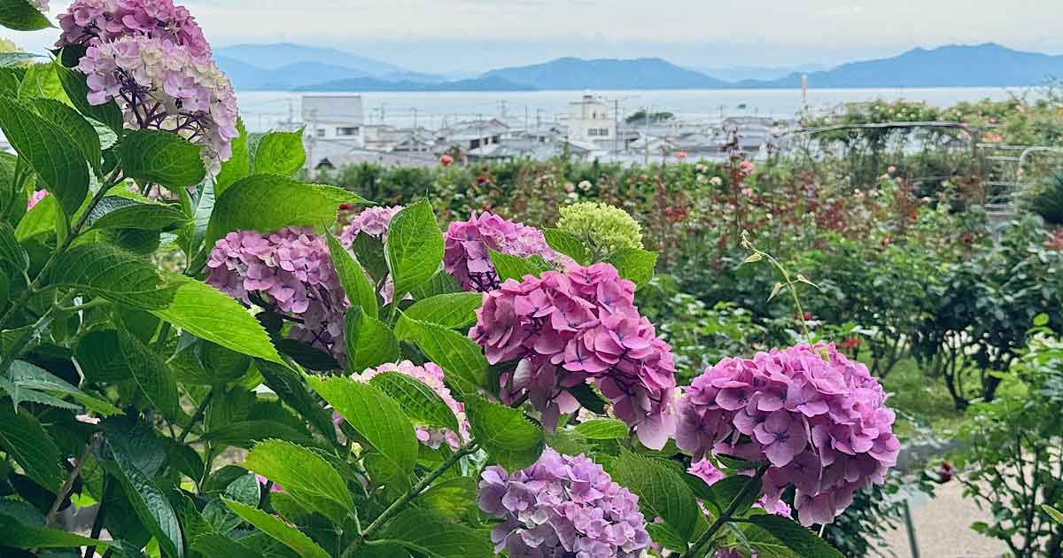 今治市菊間町・瓦のふるさと公園のあじさいと瀬戸内海の景色