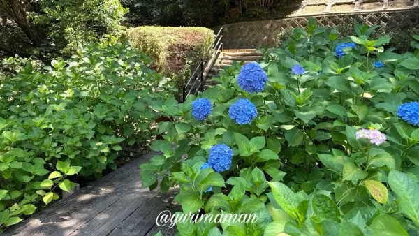 今治市民の森あじさい園で見頃を迎え始めた青いあじさい - ゆりママんブログ 今治市民の森あじさい園で見頃を迎え始めた青いあじさい