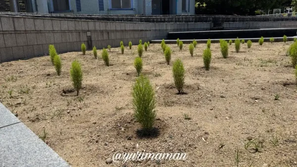 今治市民の森で育つコキアの苗 2026年6月撮影 - ゆりママんブログ 今治市民の森で育つコキアの苗 2026年6月撮影