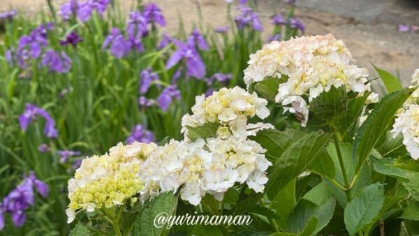 花菖蒲園で咲き始めたあじさいと花菖蒲2 - ゆりママんブログ 花菖蒲園で咲き始めたあじさいと花菖蒲2