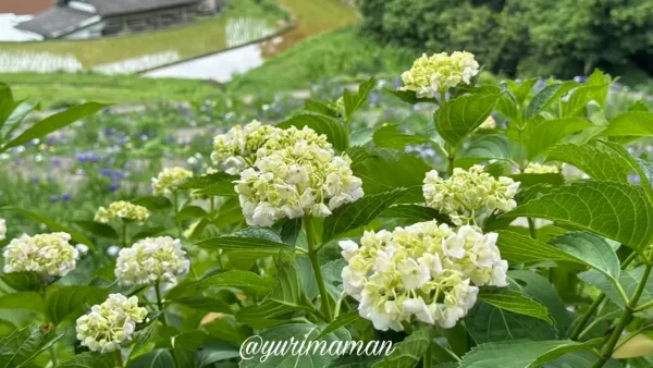 花菖蒲園で咲き始めたあじさいと花菖蒲