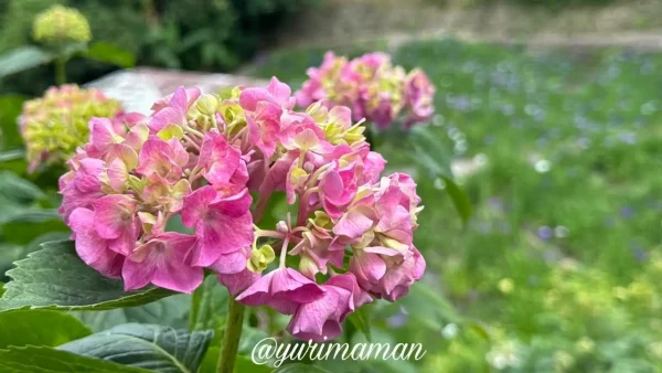 花菖蒲とあじさいが楽しめる稲積癒しの里山 - ゆりママんブログ 花菖蒲とあじさいが楽しめる稲積癒しの里山
