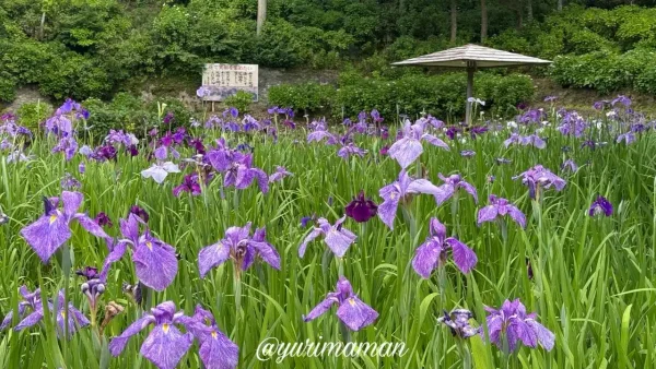 稲積癒しの里山で咲く紫色の花菖蒲1 - ゆりママんブログ 稲積癒しの里山で咲く紫色の花菖蒲1