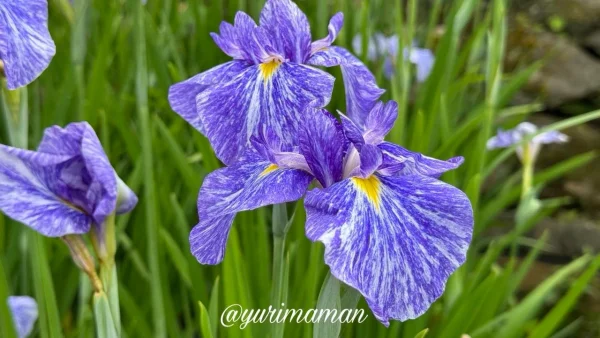 稲積癒しの里山で咲く紫色の花菖蒲3