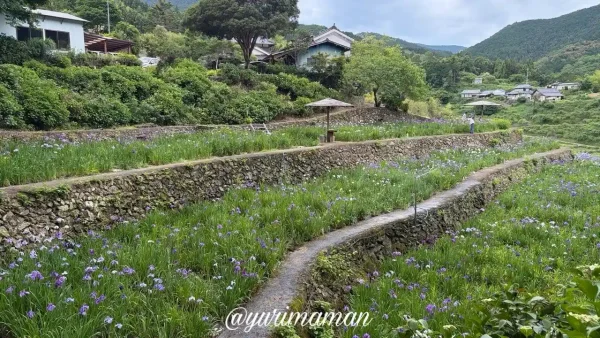 稲積癒しの里山花菖蒲園の開花状況 2026年6月1日撮影