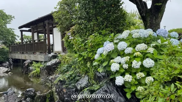 松山市杖ノ淵公園の水辺沿いに咲くあじさい