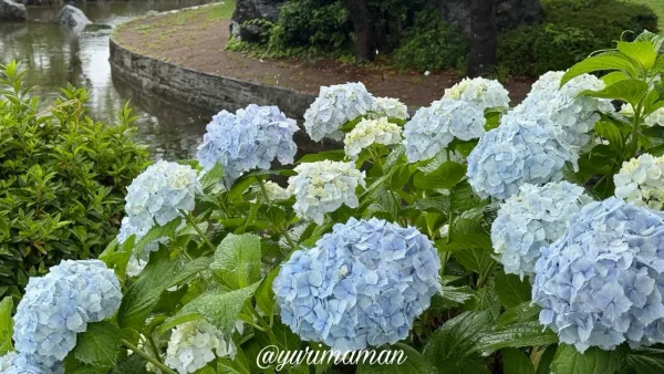 雨粒をまとった杖ノ淵公園の青いあじさい