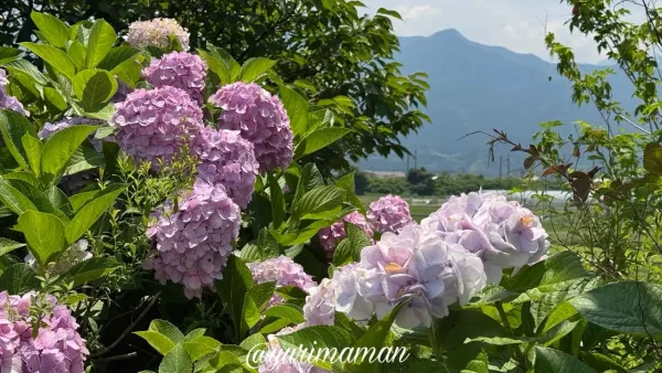 観音堂（禎祥寺）近くの道路沿いに咲くあじさい2