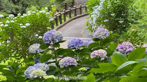 瓦のふるさと公園の斜面に群生する、白やピンク、ブルーの鮮やかなあじさいの花々 - ゆりママんブログ 瓦のふるさと公園の斜面に群生する、白やピンク、ブルーの鮮やかなあじさいの花々