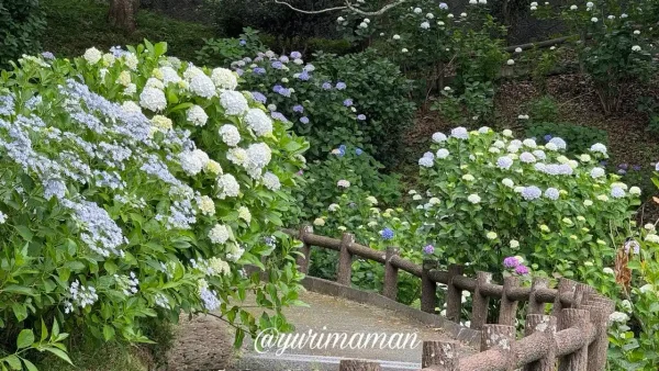 瓦のふるさと公園の遊歩道沿い斜面に綺麗に並んで咲く色とりどりのあじさい01 - ゆりママんブログ 瓦のふるさと公園の遊歩道沿い斜面に綺麗に並んで咲く色とりどりのあじさい01