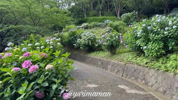 瓦のふるさと公園の遊歩道沿い斜面に綺麗に並んで咲く色とりどりのあじさい02 - ゆりママんブログ 瓦のふるさと公園の遊歩道沿い斜面に綺麗に並んで咲く色とりどりのあじさい02