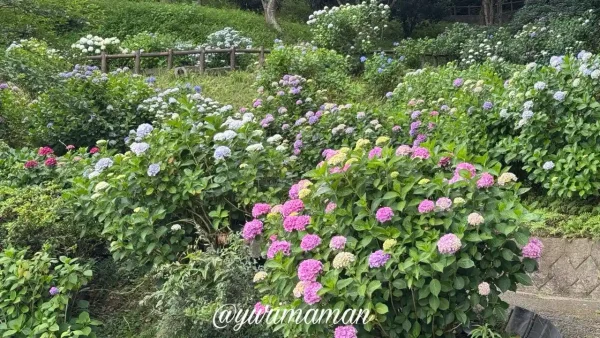 瓦のふるさと公園の遊歩道沿い斜面に綺麗に並んで咲く色とりどりのあじさい05 - ゆりママんブログ 瓦のふるさと公園の遊歩道沿い斜面に綺麗に並んで咲く色とりどりのあじさい05