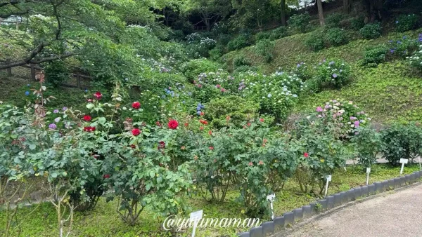 手前のバラ園のエリアから見上げる、斜面一面に広がる満開のあじさい - ゆりママんブログ 手前のバラ園のエリアから見上げる、斜面一面に広がる満開のあじさい