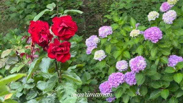 鮮やかに咲き誇る紫色のあじさいの手前で美しく開花した深紅の夏バラ - ゆりママんブログ 鮮やかに咲き誇る紫色のあじさいの手前で美しく開花した深紅の夏バラ