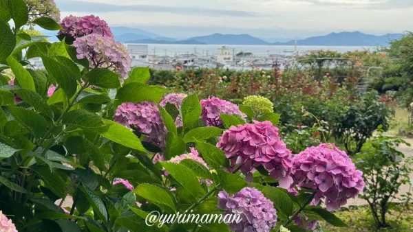 瓦のふるさと公園から望む、手前に咲くピンクのあじさいと奥に広がる瀬戸内海と菊間の街並み - ゆりママんブログ 瓦のふるさと公園から望む、手前に咲くピンクのあじさいと奥に広がる瀬戸内海と菊間の街並み