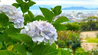 松山から今治へ海沿いをドライブしながら巡ったあじさいスポット
