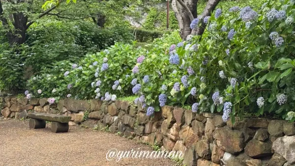松山総合公園のあじさい園 2026年6月5日の開花状況-1 - ゆりママんブログ 松山総合公園のあじさい園 2026年6月5日の開花状況-1