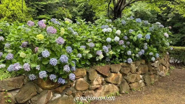 石垣沿いに咲く松山総合公園のあじさい