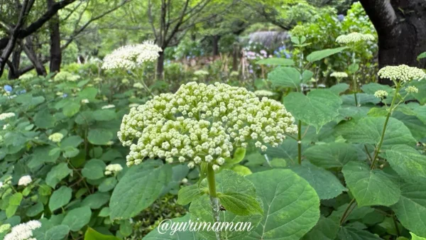 松山総合公園のあじさい園 つぼみの様子 - ゆりママんブログ 松山総合公園のあじさい園 つぼみの様子