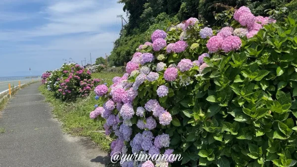 長浜あじさいロードで見頃を迎えたあじさいと海の景色 - ゆりママんブログ 長浜あじさいロードで見頃を迎えたあじさいと海の景色