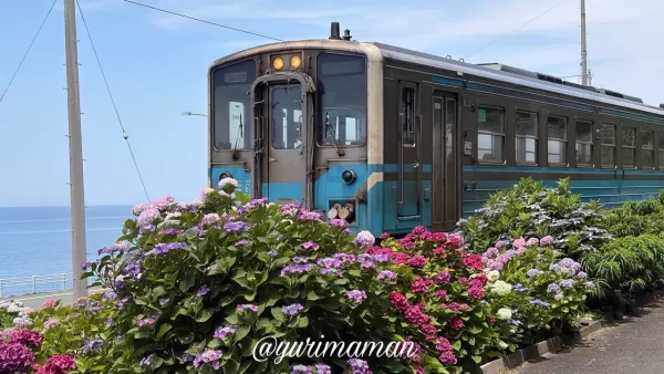 長浜あじさいロードで咲くあじさいと海沿いを走る列車 - ゆりママんブログ 長浜あじさいロードで咲くあじさいと海沿いを走る列車