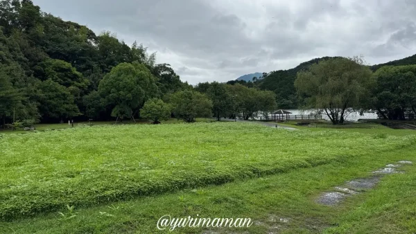 中山池自然公園 池近くのひまわり畑全景（2026年6月26日撮影）