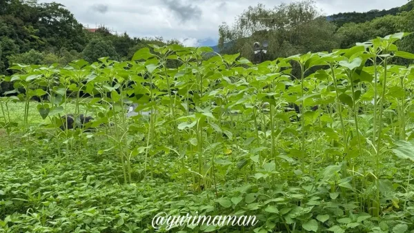 中山池自然公園 池近くで育つひまわりの様子（2026年6月26日撮影）
