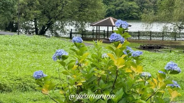中山池自然公園のあじさいと成長中のひまわり畑