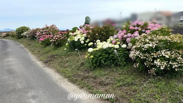 蓮福寺周辺の道路沿いに咲くあじさいロード - ゆりママんブログ 蓮福寺周辺の道路沿いに咲くあじさいロード